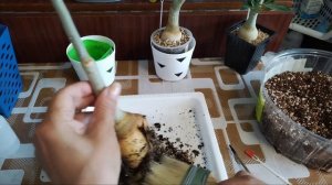 Адениумы из семян, прошло три года. Формирование каодакса, пересадка 😅