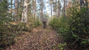 ОХОТА НА ТЕТЕРЕВА С ПОДХОДА. ДОБЫЛ УТОК ПО ПУТИ. ЧИСТКА ПТИЦЫ. ОСЕННЯЯ ОХОТА