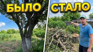 Шок! Убрал огромное дерево у тещи/ЕГО БОЛЬШЕ НЕТ! Мама в шоке от результата