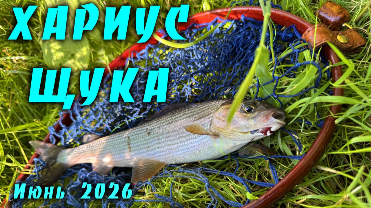 Хариус, Щука, Окунь #5. Рыбалка в Ленинградской области. Июнь 2026.