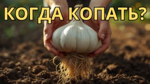 Когда копать чеснок Не опоздайте! 3 точных признака, что озимый чеснок пора выкапывать🧄🎯