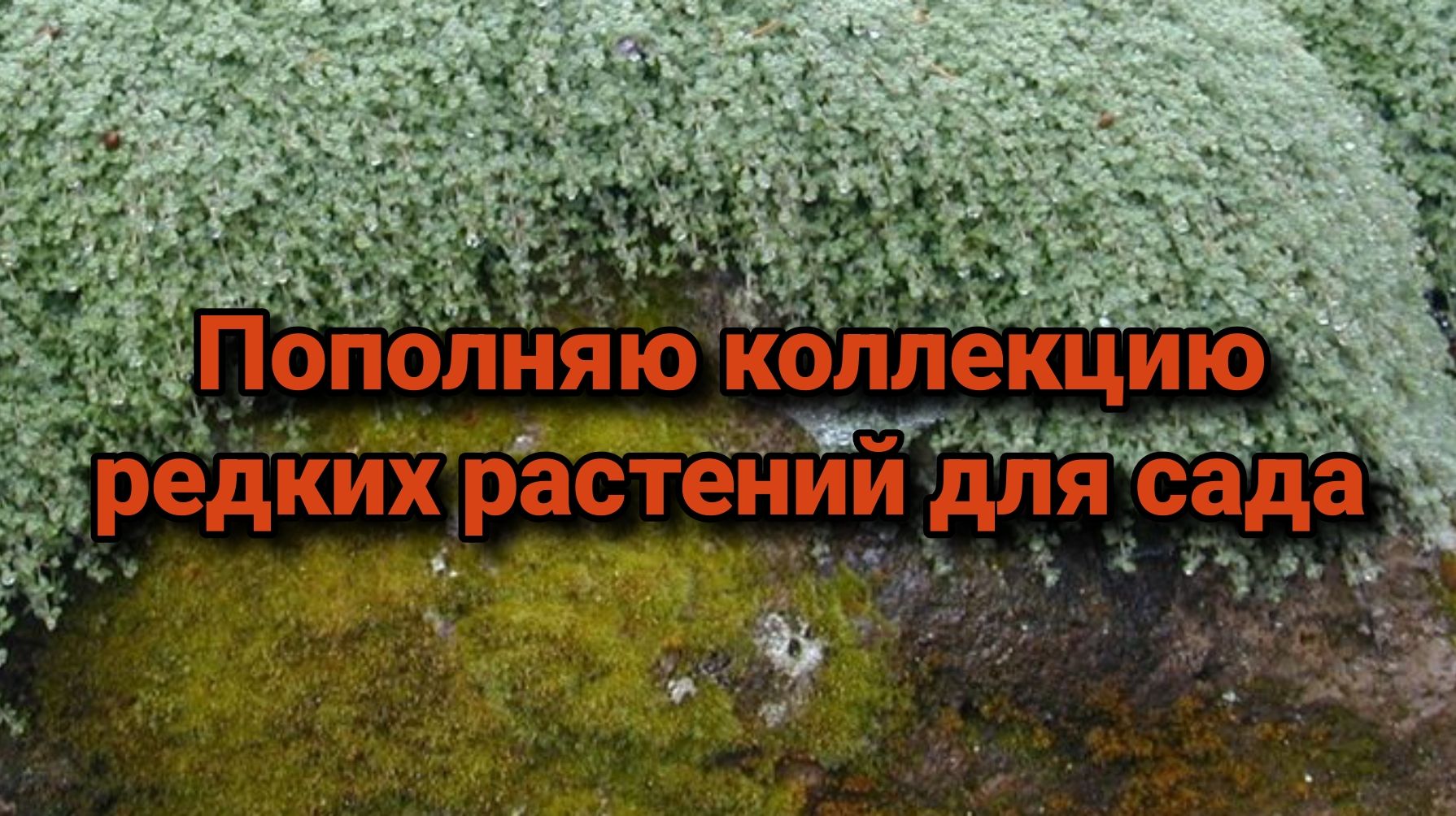 Пополняю коллекцию редких растений для сада. смотреть онлайн