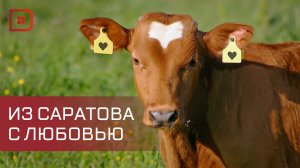 Тридцать голов крупного рогатого скота доставили в Адильотар из Саратовского области