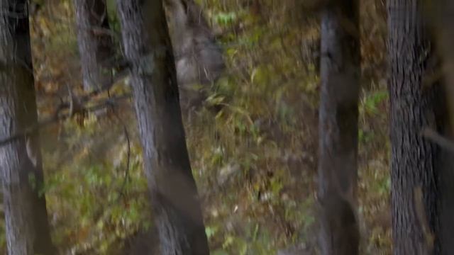 Живая природа Японии. 1 серия.Остров Хонсю