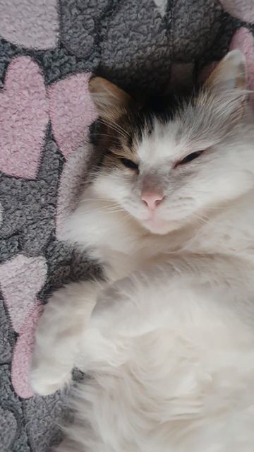 22-06-2026 Кот Васька спит под дождик🤗🥰💋