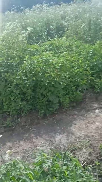 rutube.ru