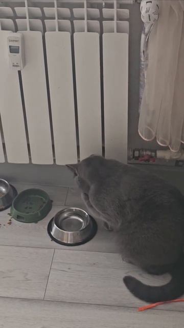 котик пьёт из ладошки
