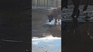 Рыжик свободу прочухал