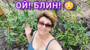 Брошенные томаты в открытом грунте 😱🍅