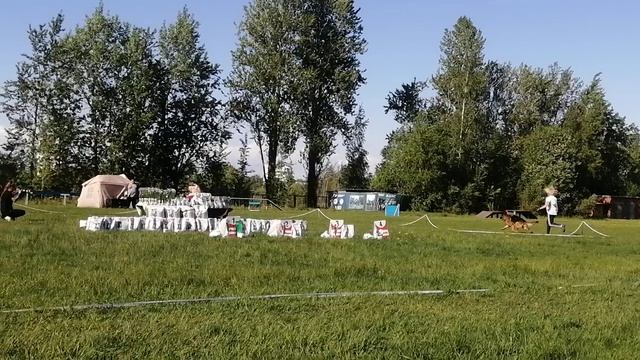 ОТКРЫТЫЙ КОБЕЛИ / КЧК САНКТ-ПЕТЕРБУРГ 23 мая`26 И.Давыдова Моно немецких овчарок