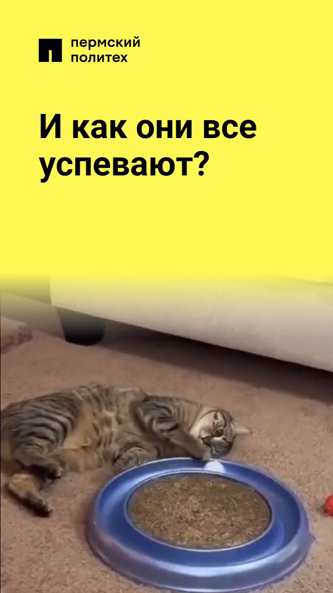 И как они все успевают?