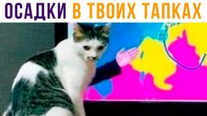 Ожидаются осадки в твоих тапках)) Приколы с котами