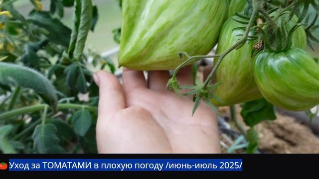 Уход за ТОМАТАМИ в плохую погоду июнь-июль 2025