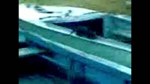 Норка ищет рыбу в лодке A mink searches for fish in a boat