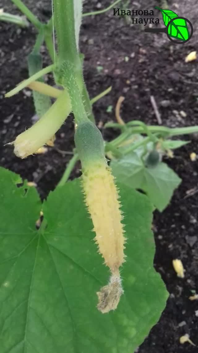 🥒 Желтеют завязи огурцов? 2 причины, о которых вы не знали! ❌ Почему желтеют огурцы? Не кормите их!
