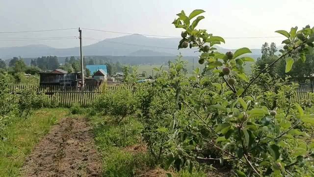 Как зимует сорт яблок Чемпион  на Алтае