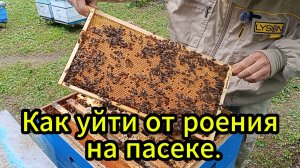 Уходим от роения, готовим пчёл к основному взятку.