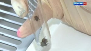 На Ставрополье выявили 16 случаев клещевого боррелиоза