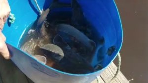 Зарыбление осетром нижнего водоёма 100 кг. Клёвое место, Лосиный остров.