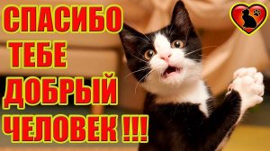 СПАСИБО ВАМ от СНИКЕРСА и БАГИРЫ