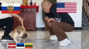 Прибалтийский тигр