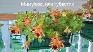 Мимулюс, или губастик,  на даче в подвесном кашпо
