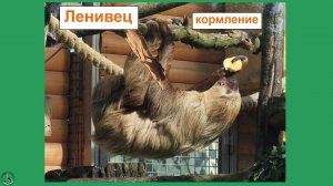 Кормление ленивца, Ленинградский зоопарк