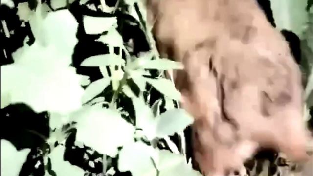Редкий дикий хомяк карбыш