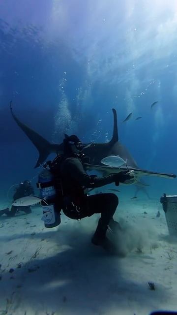 акула молот 🦈
