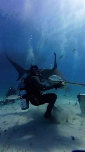 акула молот 🦈