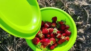 Клубничное лето и неожиданные гости на пороге 🍓