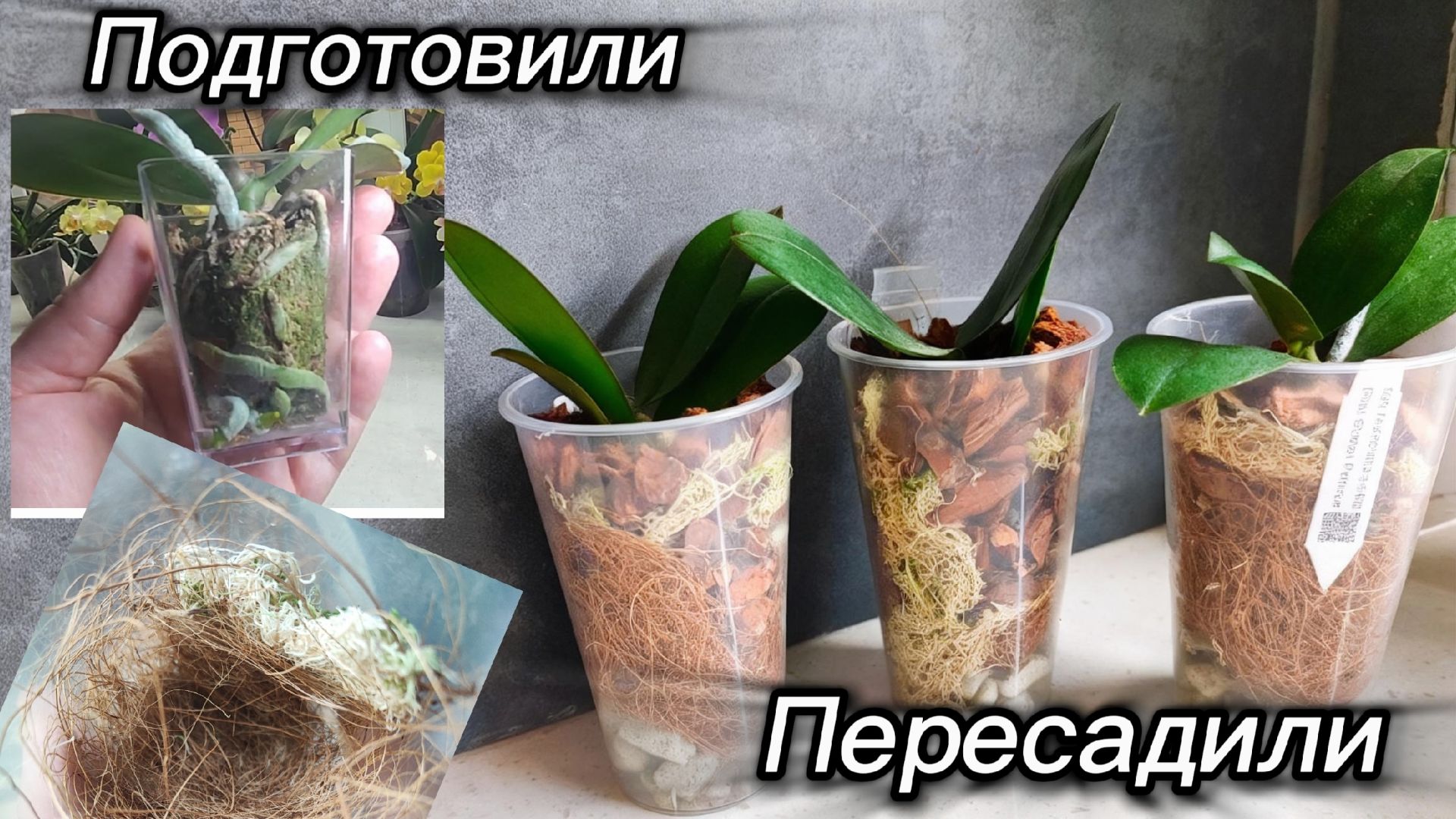 Подготовили- пошли в ещё больший рост и Пересадили орхидеи смотреть онлайн