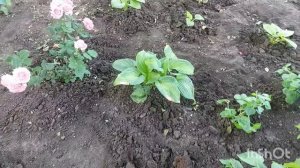 Восстановление после урагана/ Готовлю клумбу под розы /