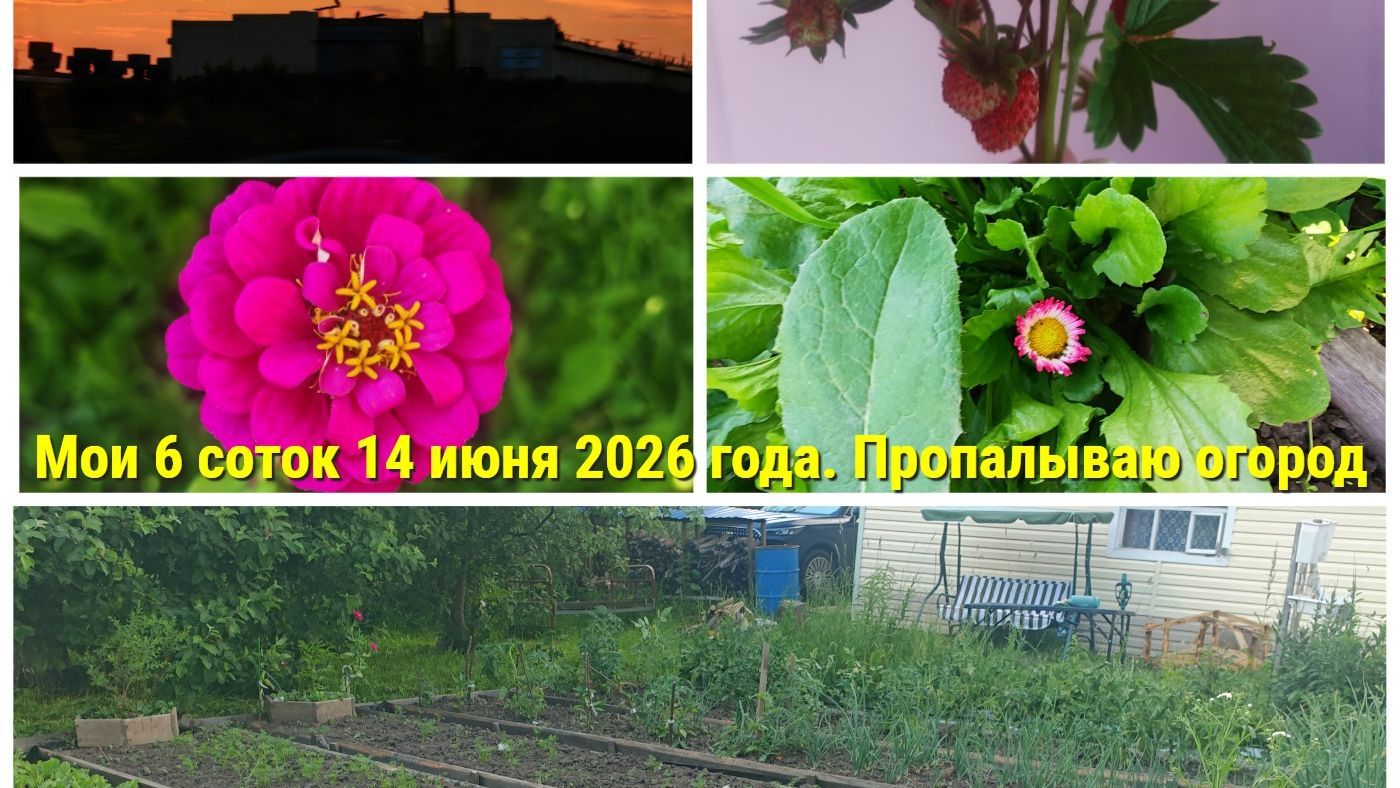 Мои 6 соток 14 июня 2026 года. Пропалываю огород смотреть онлайн