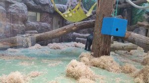 Горилла в Казанском зоопарке