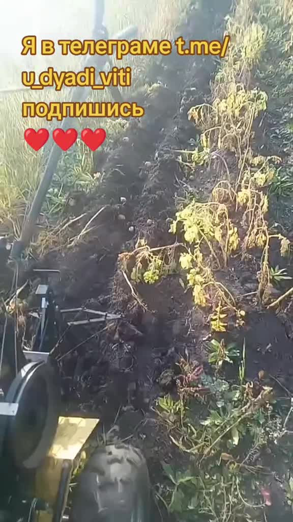 Пробую картофелекопалку в деле. Оказалась очень слабая. #картофелекопалка #сад #огород #дача #дяд... смотреть онлайн
