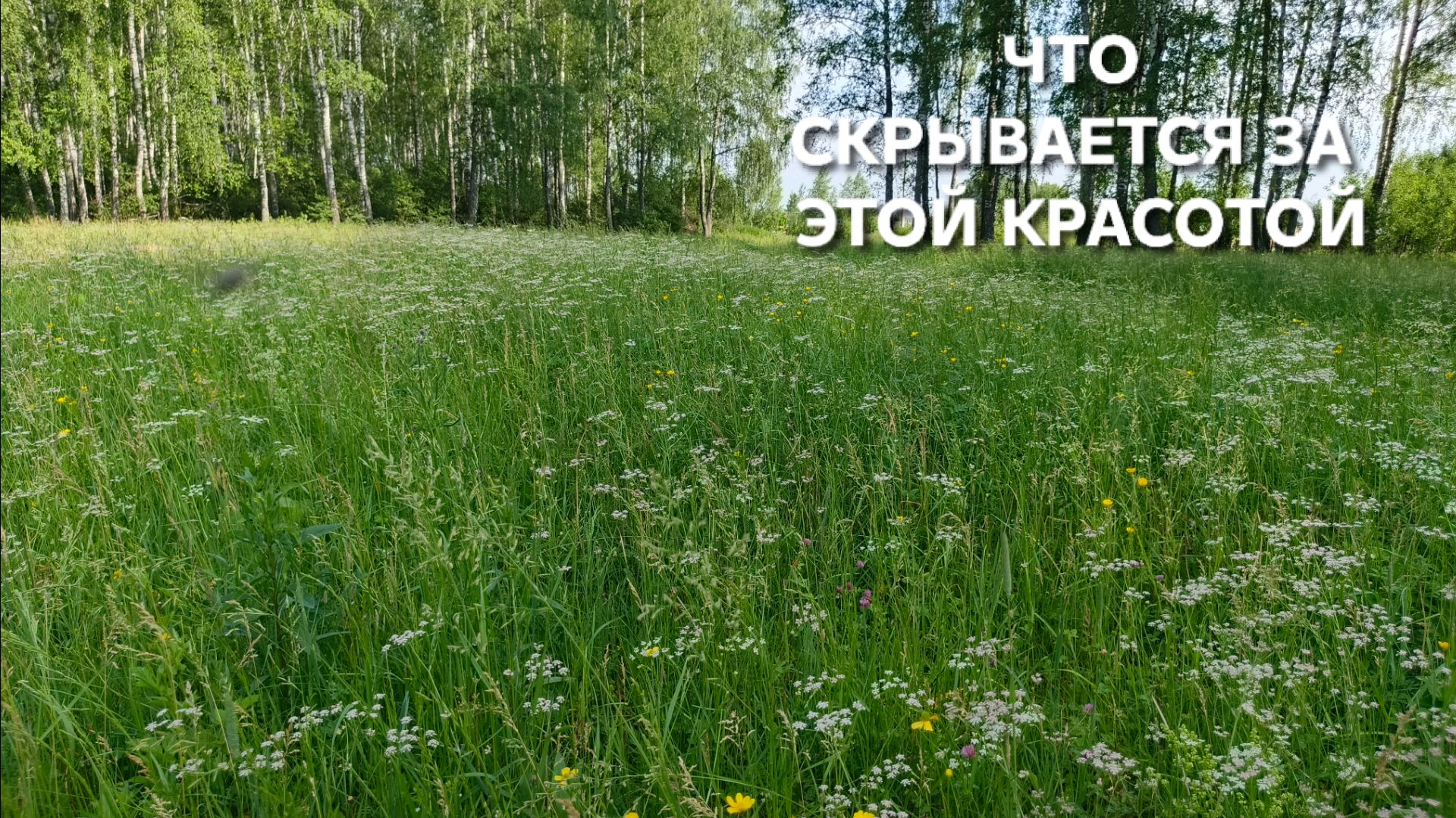 Что скрывается в зеленой красоте леса Вы будете в шоке И виновник этому человек