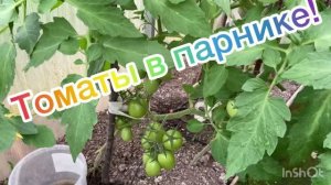 Томаты в парнике! 22 июня 2026