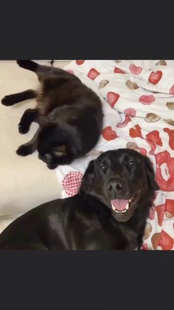 Котопес смотреть онлайн