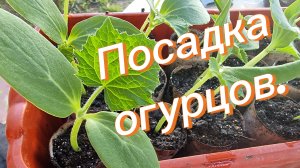 Посадка огурцов в открытый грунт - самый лучший способ.