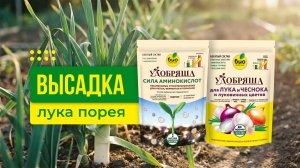 Посадка лука-порея с подкормкой