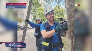 Ворона повисла на дереве вниз головой: на помощь пришли московские спасатели