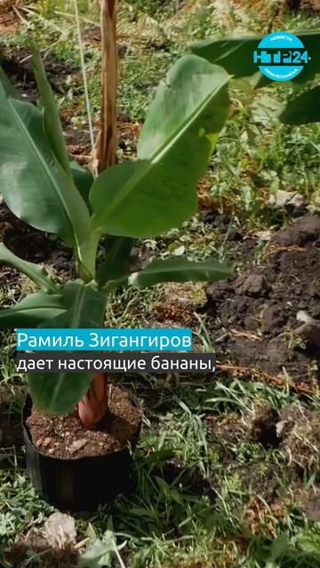 Нижнекамец разбил банановую мини-плантацию прямо во дворе