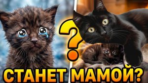 НАШЛИ ЗАМЕРЗАЮЩЕГО КОТЕНКА! + 3 видео про СПАСЕНИЕ котят