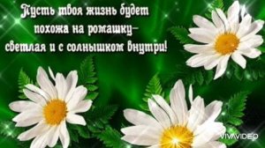24 ИЮНЯ–ДЕНЬ РОМАШКИ . С ДНЁМ РОМАШКИ