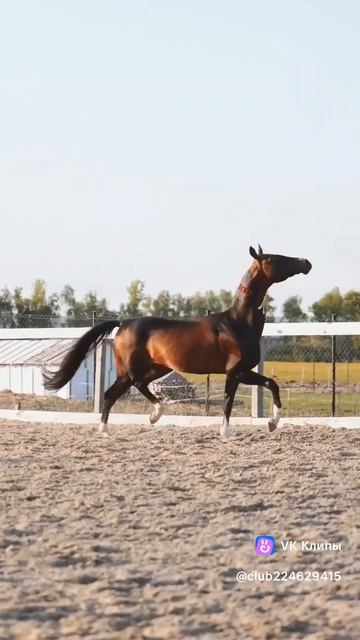 текинец