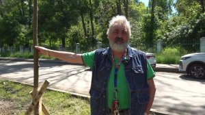 Липу, иву и кусты сирени планируется посадить вдоль Московского шоссе в Нижнем Новгороде