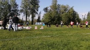 МОЛОДЫЕ СУКИ ДШ / КЧК САНКТ-ПЕТЕРБУРГ 23 мая`26 И.Давыдова Моно немецких овчарок