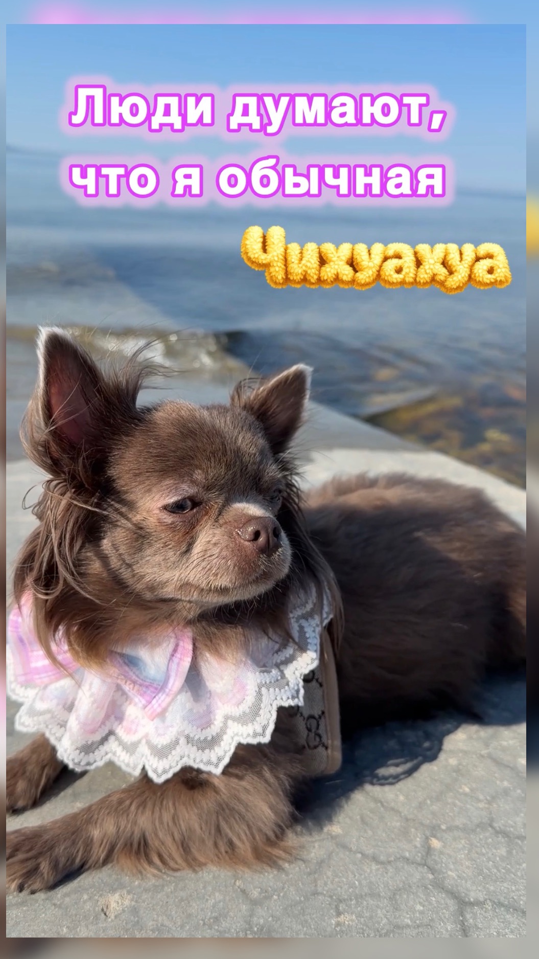 У маленькой чихуахуа появилась одна большая проблема...