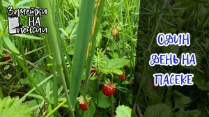 Один день на пасеке #пасека #мёд #земляника #деревня